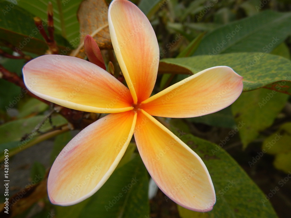 Obraz premium Frangipani