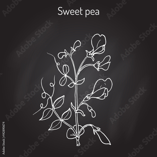 Fototapeta Naklejka Na Ścianę i Meble -  Sweet pea Lathyrus odoratus 