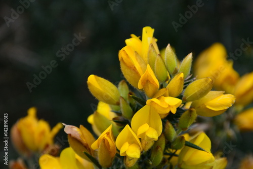 spring flowers1
