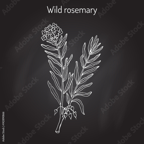 Wild Rosemary or Rhododendron tomentosum