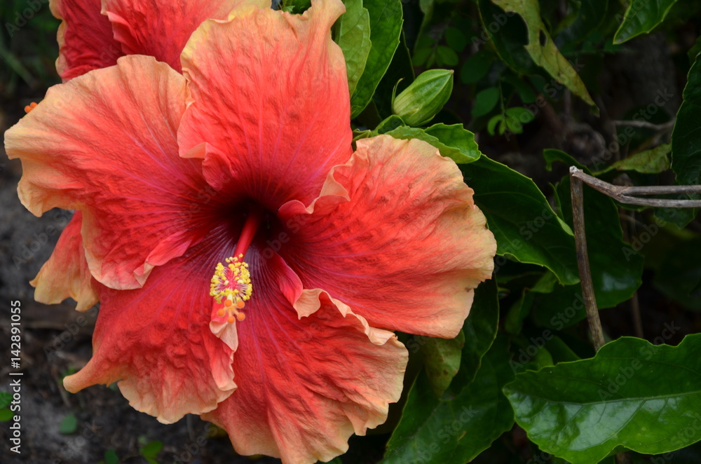 Hibiscus flower