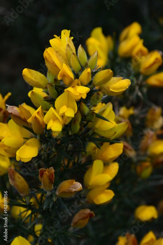 spring flowers