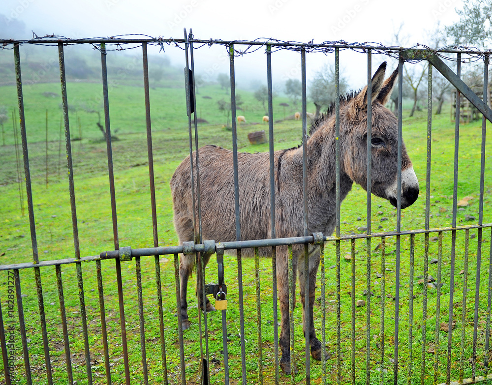 Donkey behind the iron fence - obrazy, fototapety, plakaty 