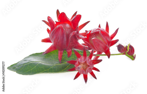 Roselle on white background