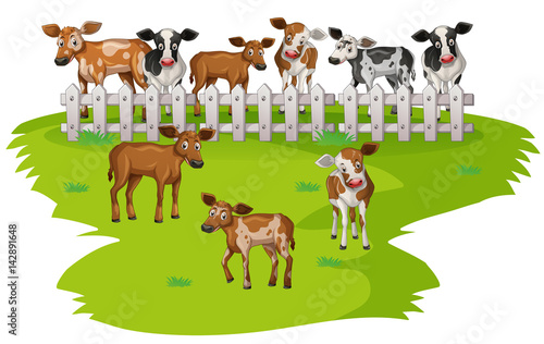 Many cows on the farmyard