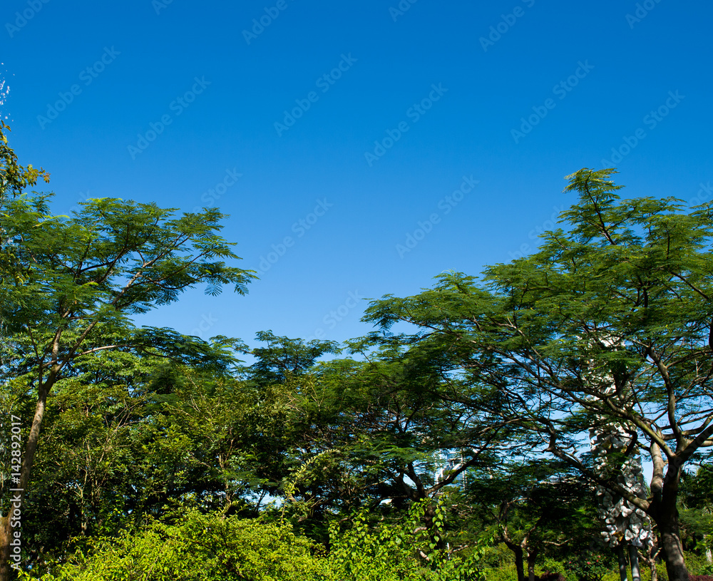 Green branches in a garden. Green branches in a garden.