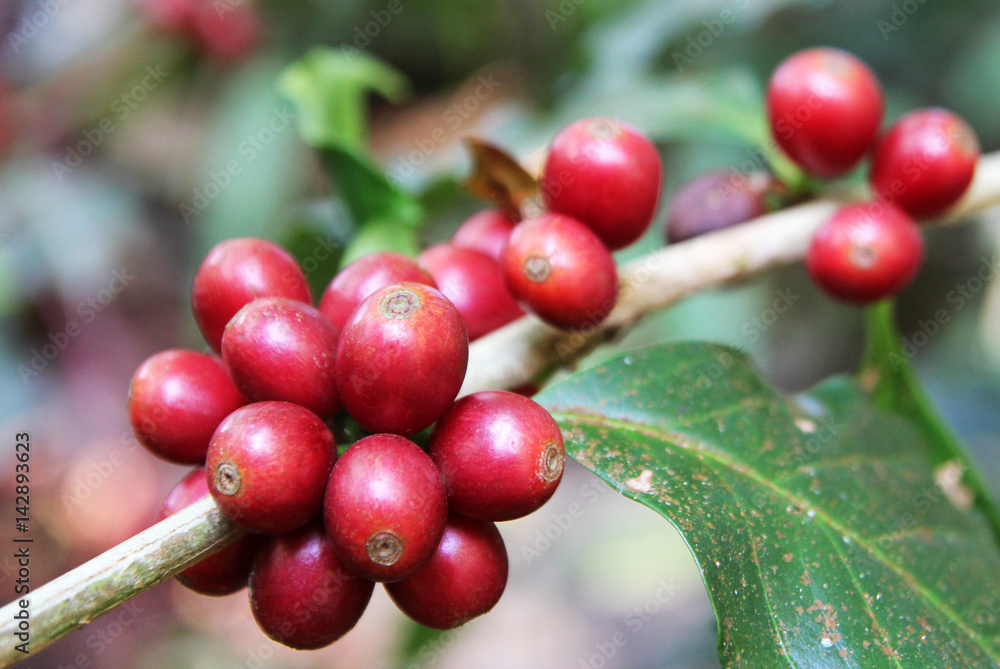 Travel to Doi Suthep, Chiangmai, Thailand. The red coffee berries closeup on a branch. Travel to Doi Suthep, Chiangmai, Thailand. The red coffee berries closeup on a branch.