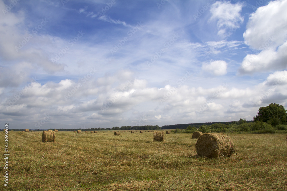 Under the blue cloudy sky large field with rolls of hay Under the blue cloudy sky large field with rolls of hay