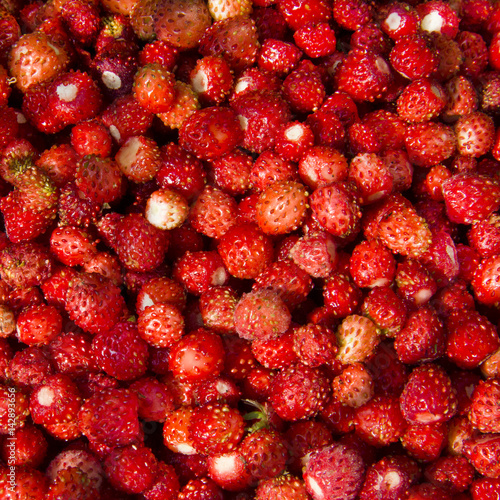 Ripe berries of wild strawberry as a background.