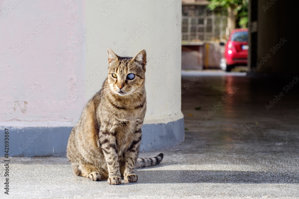 Fototapeta premium Tough cat portrait
