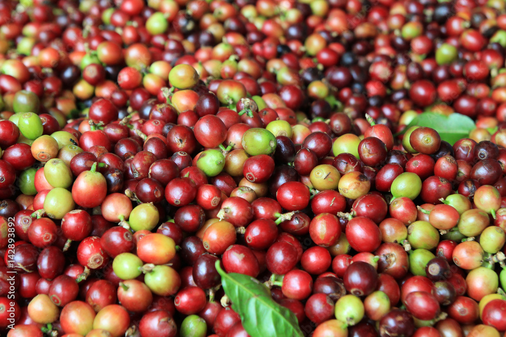 Travel to Doi Suthep, Chiangmai, Thailand. The red and green coffee berries closeup for background. Travel to Doi Suthep, Chiangmai, Thailand. The red and green coffee berries closeup for background.
