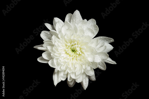 White chrysanthemum in water splashes  isolated on black