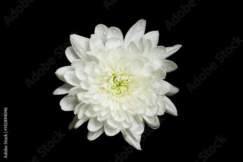 White chrysanthemum in water splashes, isolated on black
