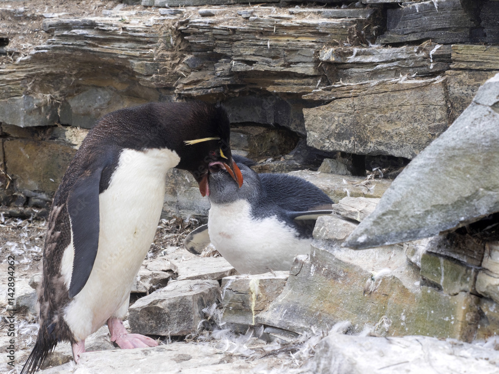 Fototapeta premium Rockhopper Penguin, Eudyptes chrysocome, feed the baby, Sea Lion Island, Falkland / Malvinas