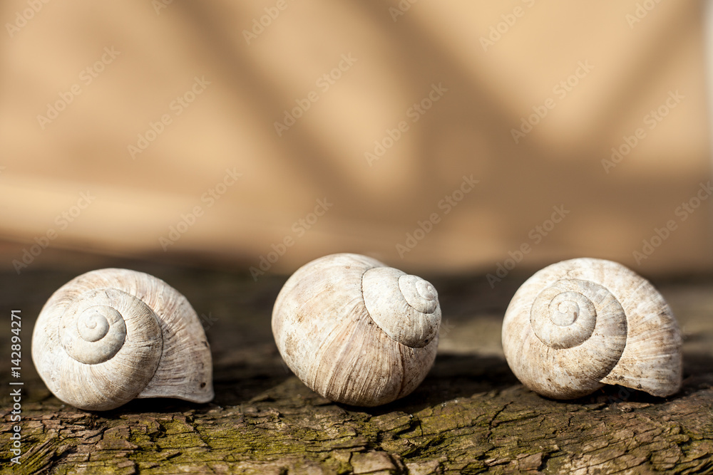 Empty snail shells. Calcified Roman snails shells. White snails shells on wood.