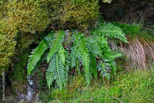 mosses and fern