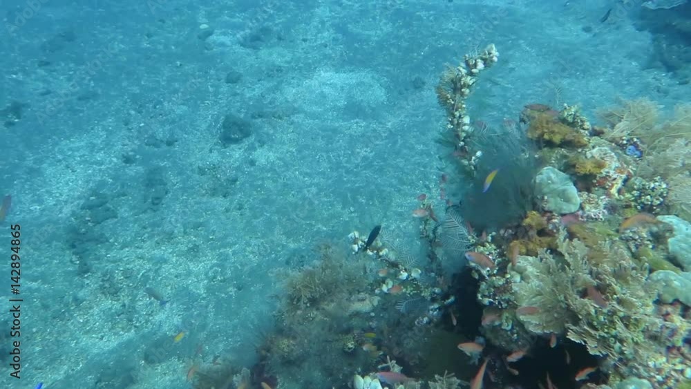 Thriving coral reef alive with marine life and shoals of fish, Bali Thriving coral reef alive with marine life and shoals of fish, Bali