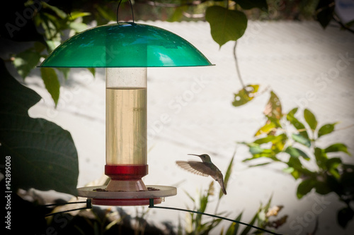 Wallpaper Mural colibrì Torontodigital.ca