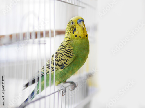 Fototapeta Green wavy parrot is sitting on a white cage