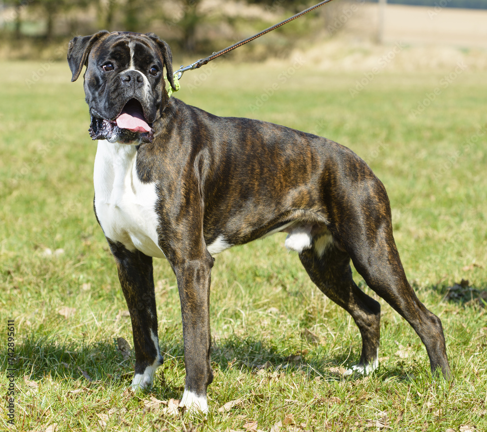 german tiger boxer dog