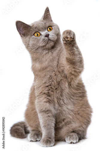 Fototapeta Naklejka Na Ścianę i Meble -  Kätzchen hebt die Pfote