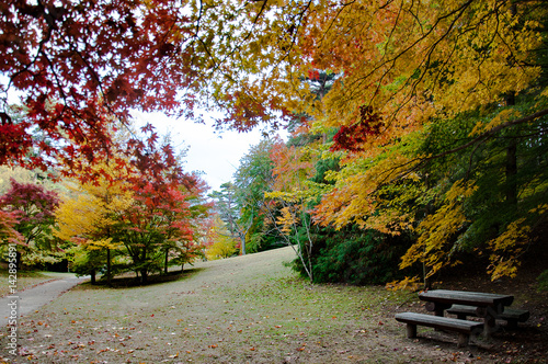 Old wooden bench in the park in autumn, Japan