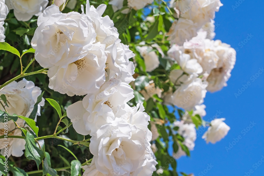 Beautiful white roses 2 Beautiful white roses 2