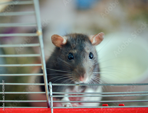 Rat in a cage