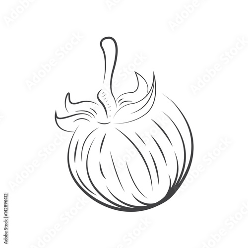 Tomato vector drawing