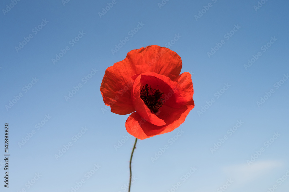 Obraz premium Poppy flower