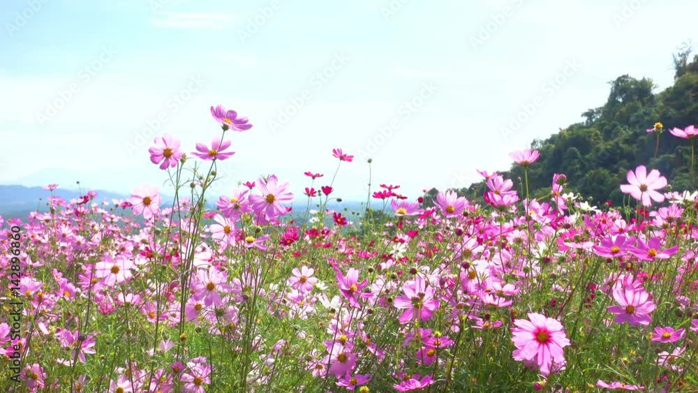 Pan Cosmos pink flowers nature Beautiful mountain flower Pan Cosmos pink flowers nature Beautiful mountain flower