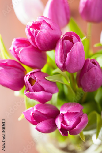 beautiful purple tulip flowers background