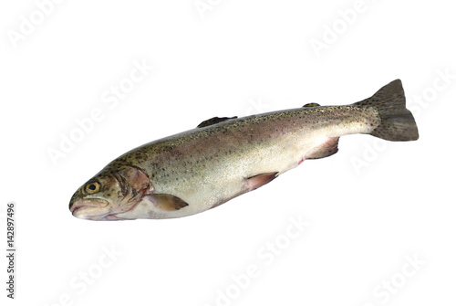 fresh rainbow trout
