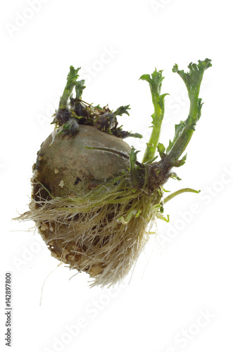 Fotótapéta germinating potato