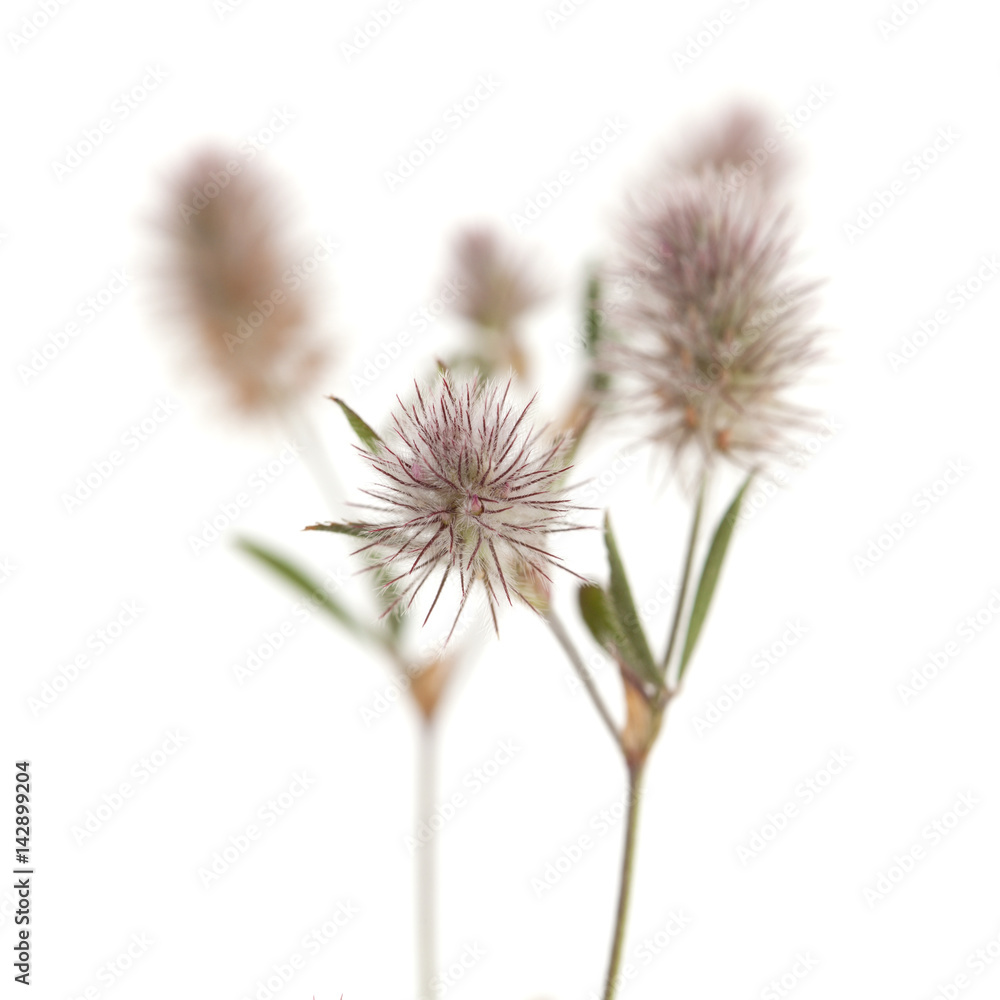 flora of Gran Canaria - Trifolium arvense, harefoot clover flora of Gran Canaria - Trifolium arvense, harefoot clover