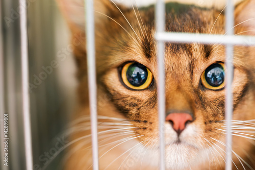 Gatto in gabbia, Sono in Trappola