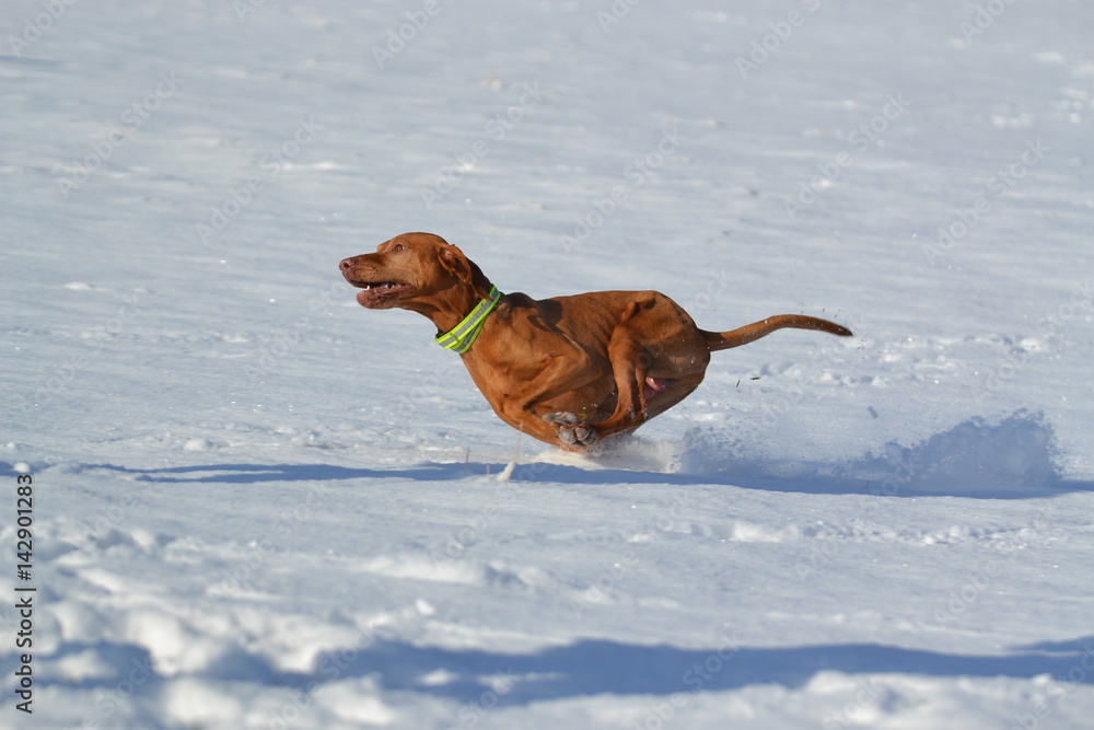 Vizsla running in snow