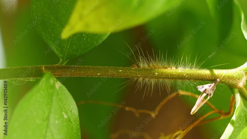 Worm crawling on Wrightia religiosa twig Worm crawling on Wrightia religiosa twig