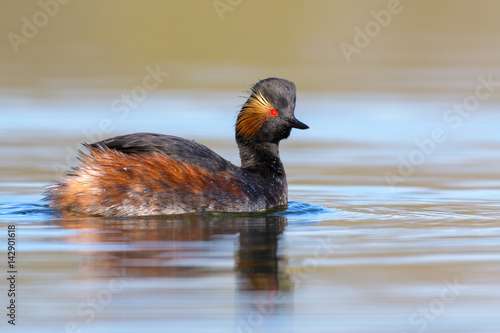 Black necked grebe in first morning light.