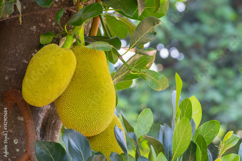 Jack fruit Produce
