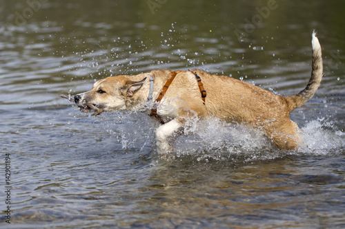 Obraz na płótnie Cane nel fiume w salonie