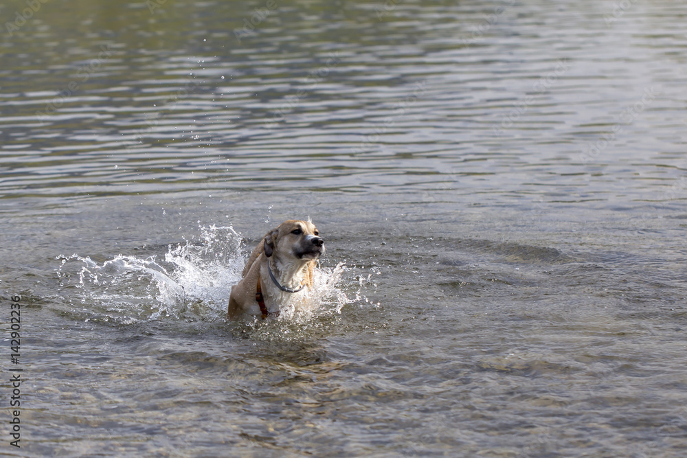 Cane nel fiume
