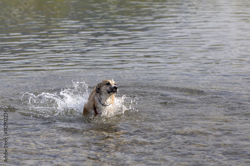 Obraz na płótnie Cane nel fiume w salonie