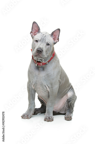 Thai ridgeback puppy