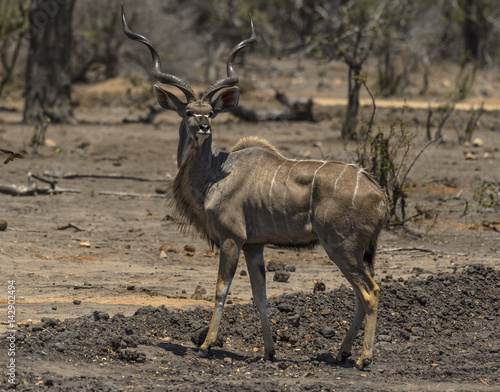 Large Male Kudu  Tragelaphus strepsiceros  in Kruger National Park  South Africa