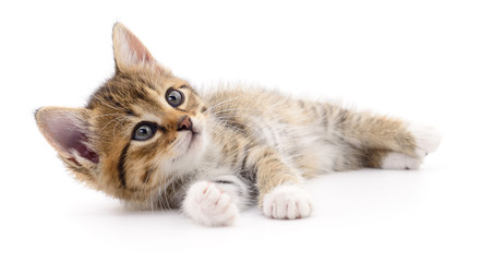 Kitten on white background.