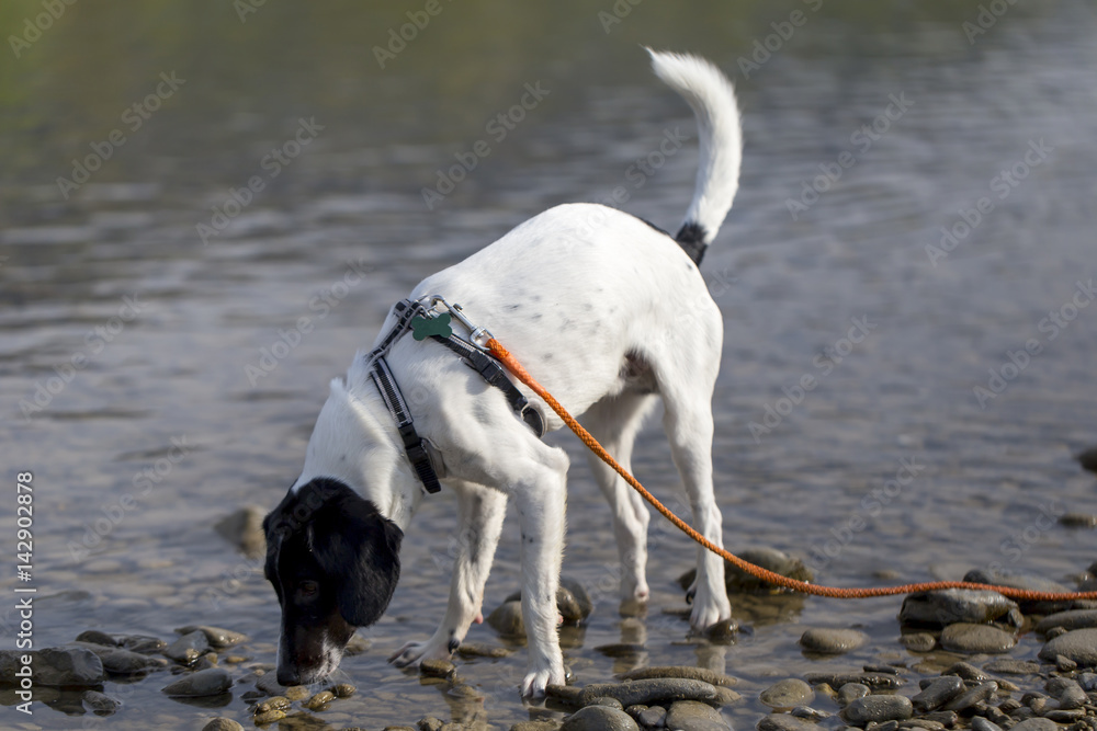 Cane nel fiume