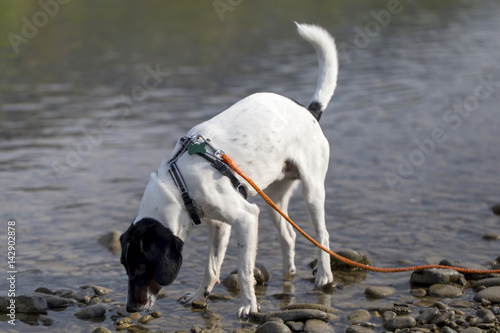 Obraz na płótnie Cane nel fiume w salonie