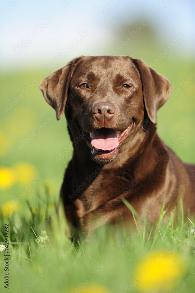 Braune Labradorhündin Braune Labradorhündin