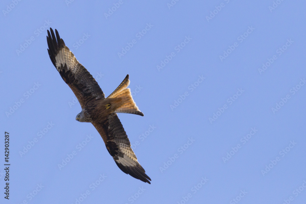 Obraz premium Rotmilan / Aufgenommen in Dannenberg (Landkreis Lüchow-Dannenberg, Niedersachsen), am 27. März 2017.